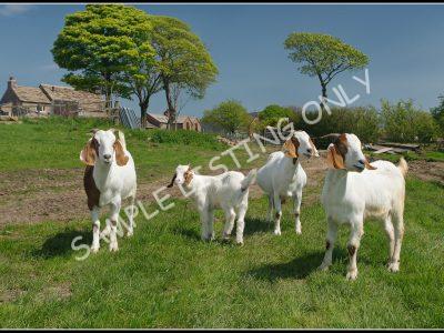 São Tomé and Príncipeian Live Boer Goats