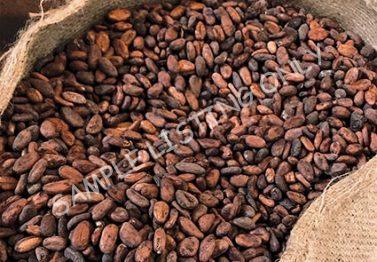 São Tomé and Príncipe Cocoa Beans