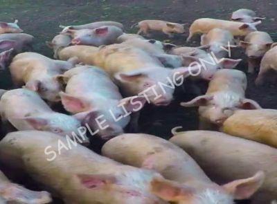 São Tomé and Príncipe Healthy Pigs