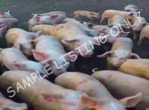 São Tomé and Príncipe Healthy Pigs